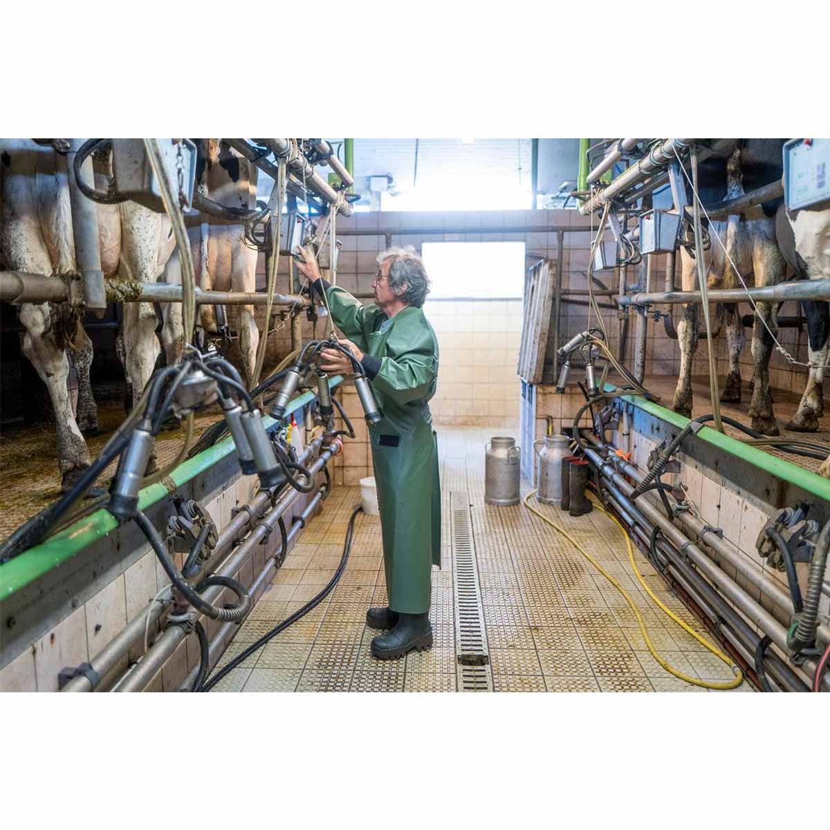 Person operating a milking machine in a dairy farm setting with cows and machinery while wearing a green Guy Cotten full body waterproof apron with neoprene cuffs